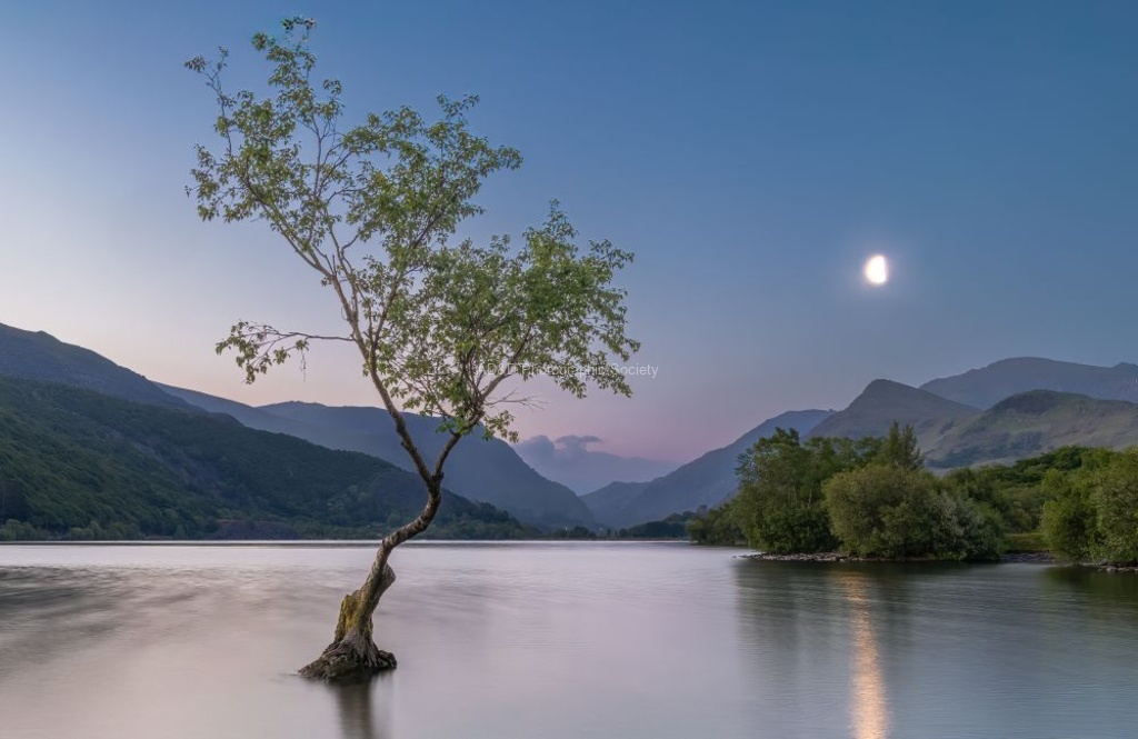 Jim Muller - Lone Tree, Llanberis