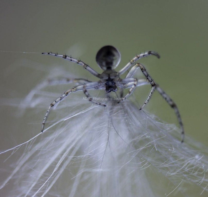 Maureen Tyrrell - Spider