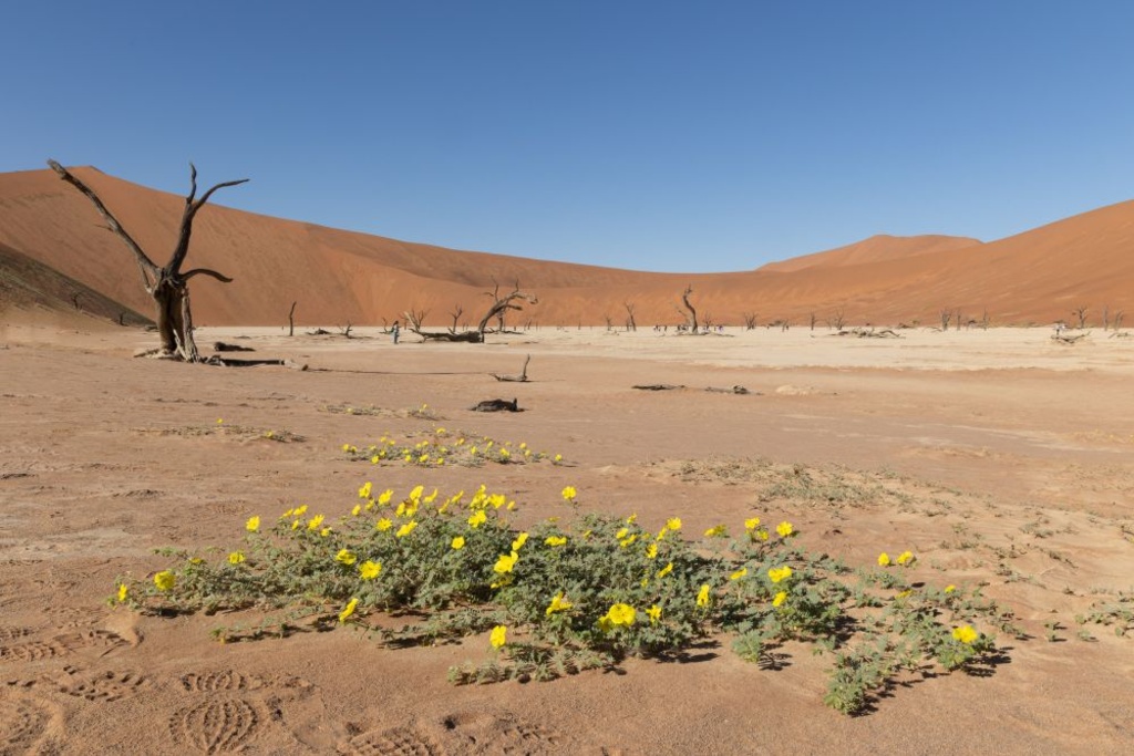 Nick Hardwick - Deadvlei