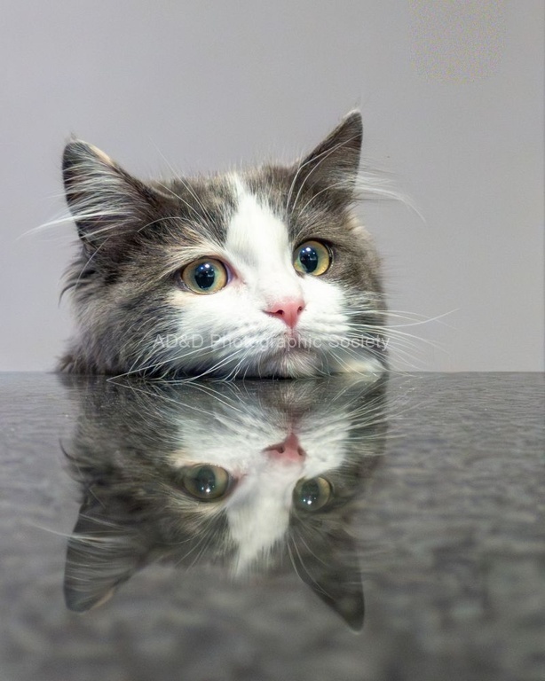 Andrew Dayer - Reflective Feline