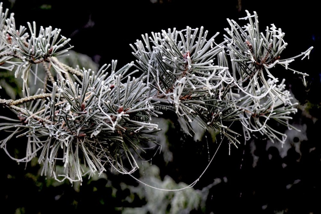 Paul Brewerton - Frost image