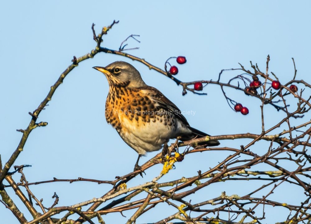 Richard Broadbent - Fieldfare