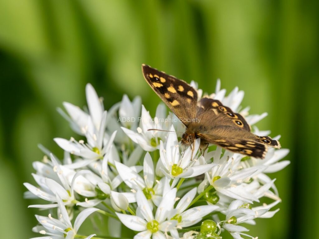 Colin Lamb - Speckled wood on ramsons