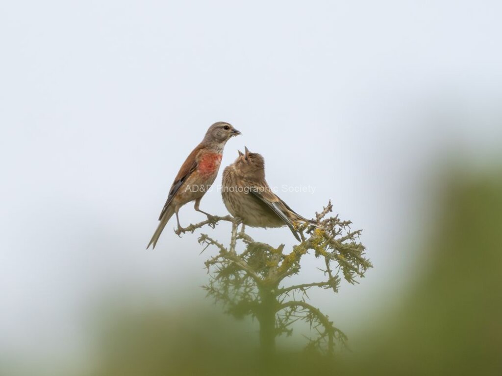 Colin Lamb - Linnet feeding chick