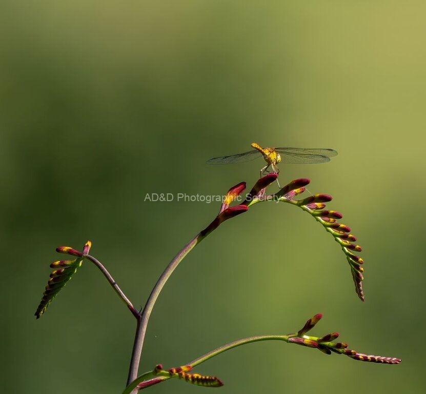 Paul Friend - The view of the dragonfly