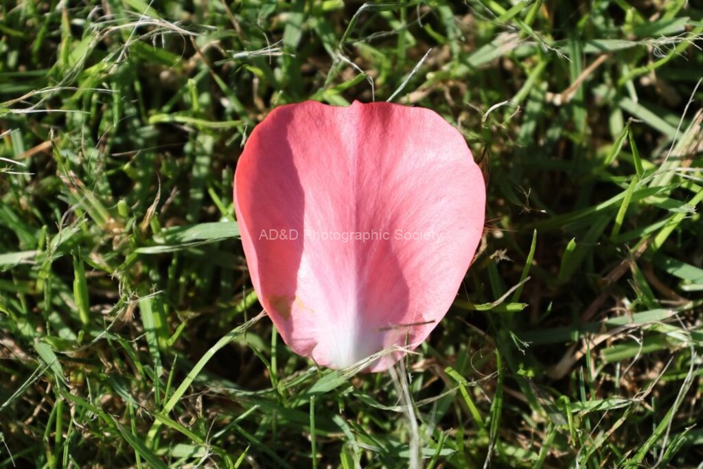 Tim Haymes - Rose Petal from Above