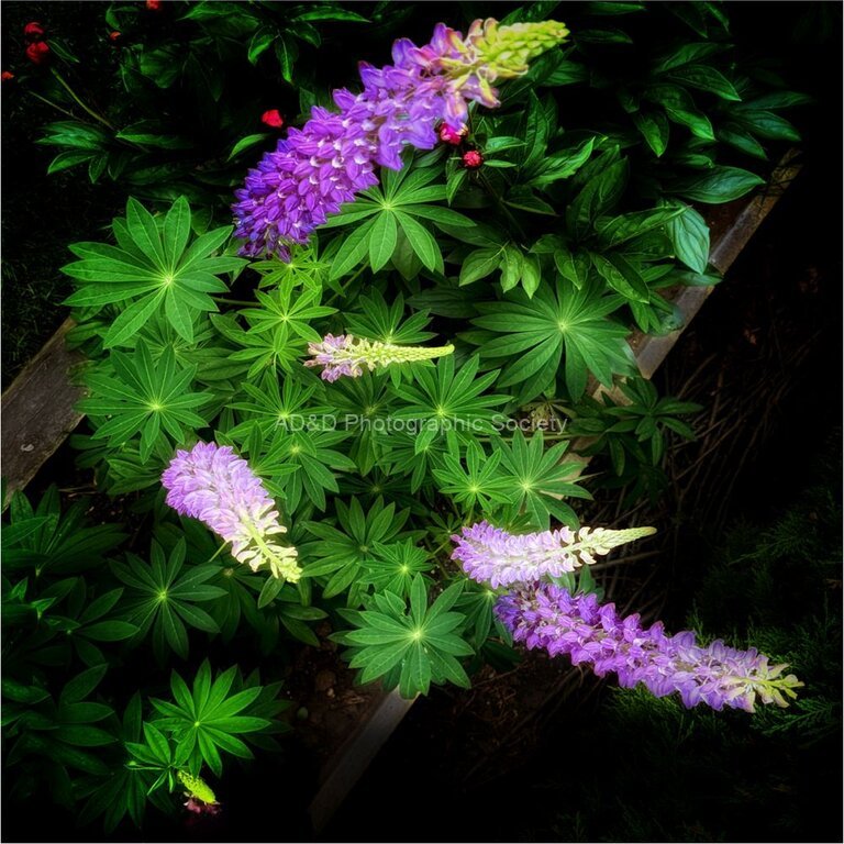 Bob Bracher - Looking at Lupins
