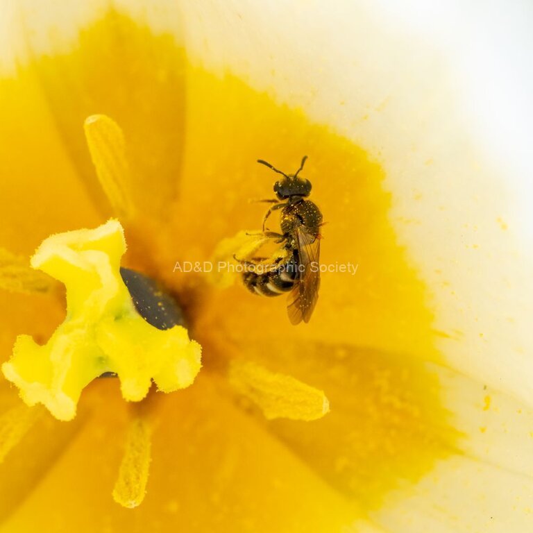 Colin Lamb - Bee in tulip