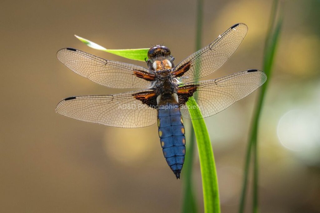 Lindsey Smith - Male Broad-bodied Chaser