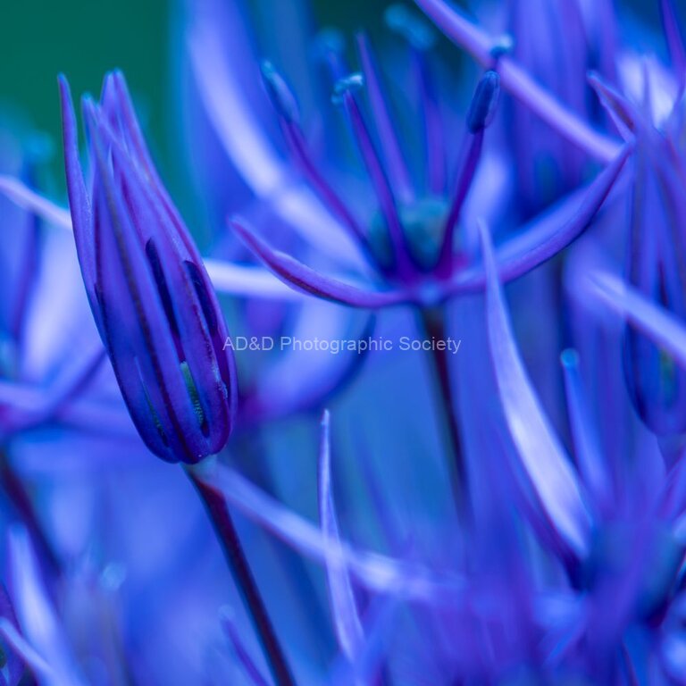 Paul Friend - Electric Allium