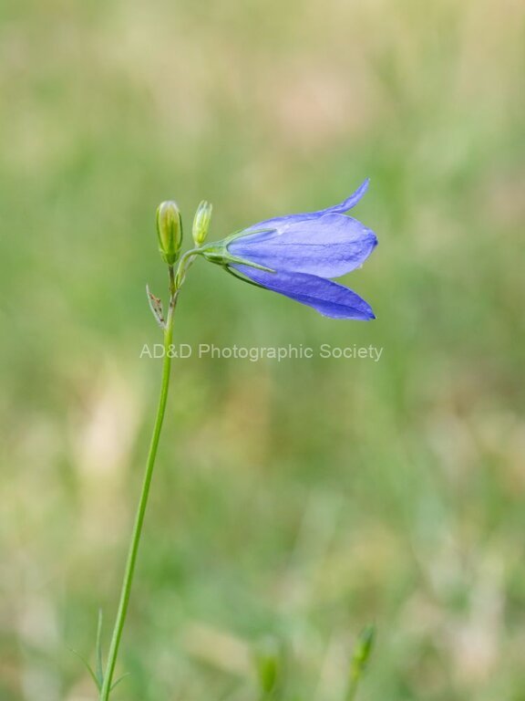 Colin Lamb - Harebell
