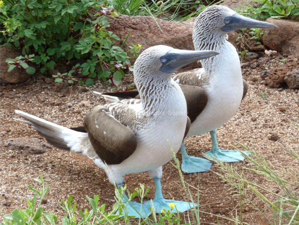 Ian Smith - Blue Footed Boobies