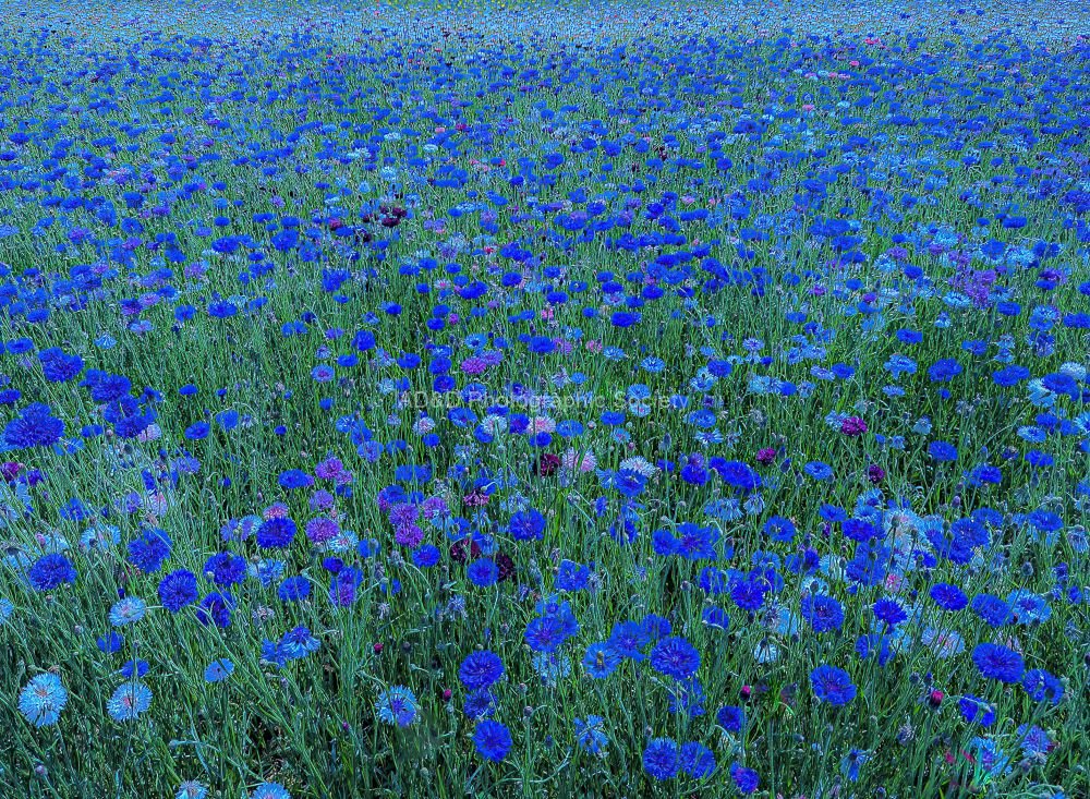 Martyn Pearse - Blue Field