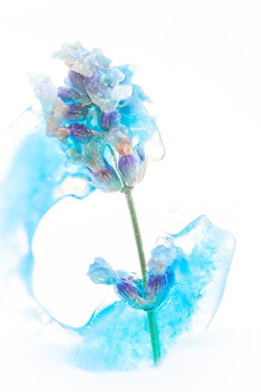 Maureen Tyrrell - Flower in blue ice