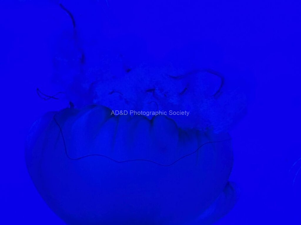 Neil Grantham - Blue Jelly