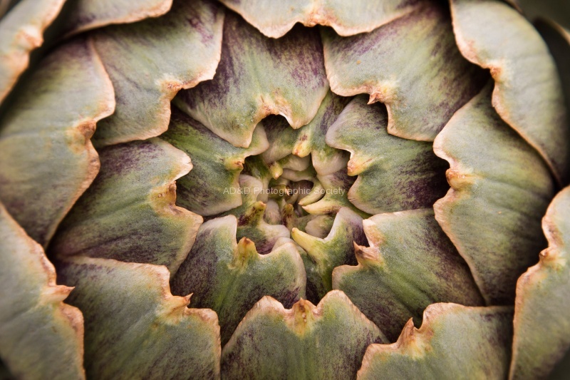 Colin - 1 - Artichoke.jpg