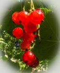 RichardB- Fruit&Veg 1.jpg