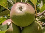RichardB- Fruit&Veg 2.jpg