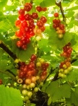 RichardB- Fruit&Veg 3.jpg