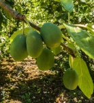 RichardB- Fruit&Veg 4.jpg