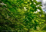 Mick Trees 3.jpg