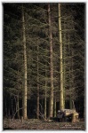 Mick Trees Image 1.jpg