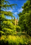 Mick Trees Image 2.jpg
