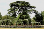 Paul trees 3.jpg