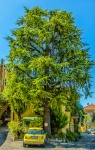Phil Tree.jpg