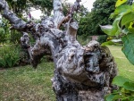 RichardB Trees-1.jpg