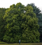 RichardB Trees-2.jpg
