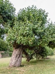 RichardB Trees-3.jpg