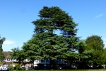 Roy 1Cedar in Teddington.jpg