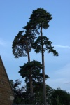 Roy 3 Adderbury Trees.jpg