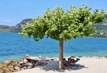 Tree Maureen IMG_6042.jpg