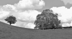 Tree Maureen IMG_3899.jpg