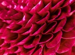 Barry L Flower.jpg