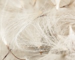 Mahoney Textures 2 - Fluffy (Wet).jpg