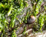 Mahoney Textures 3 - Wet and Slimy.jpg