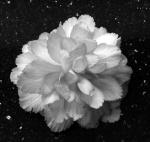 Martyn Begonia_3153_bw.jpg