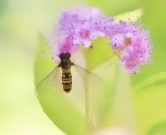 Maureen - Macro IMG_6619_pe.jpg