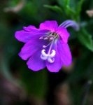 Maureen. Macro 1. IMG_9241.jpg