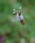 Maureen. Macro 2 IMG_5284_pe.jpg