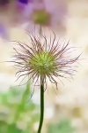 Maureen. Macro IMG_6946_pe.jpg