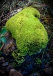Moss not in Sterling.jpg