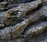 Paul 3 Tree Bark.jpg