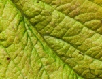 Texture - SMW-4.jpg