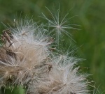 Wendy-4-prickly.jpg
