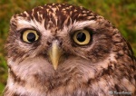 The stare