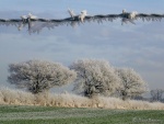 On a cold and frosty morning